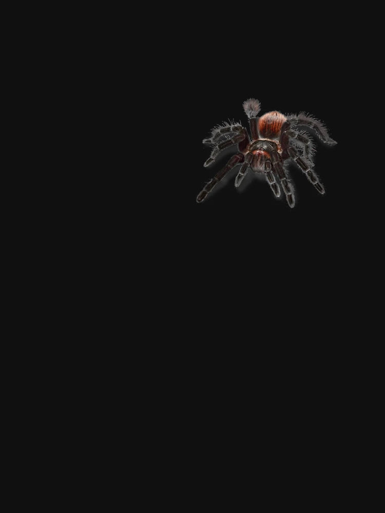 3D Realistic Tarantula Arachnida Spider